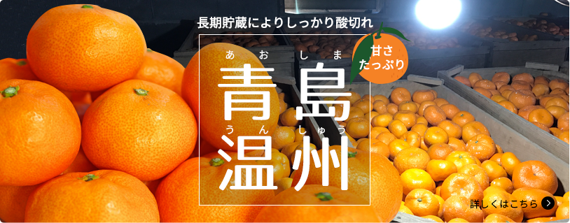 長期貯蔵によりしっかり酸切れ 甘さたっぷり青島温州