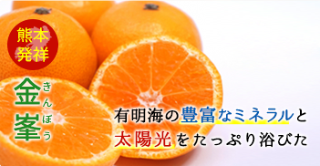 有明海の豊富なミネラルと太陽光をたっぷり浴びた熊本発祥みかん金峯